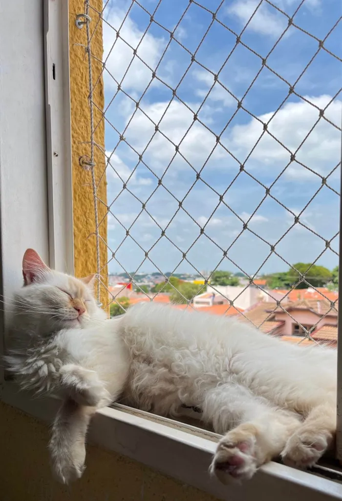 Gato ra a SRD-ViraLata idade 5 anos nome Floquinho