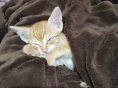 Gato raça SRD-ViraLata idade Abaixo de 2 meses nome Baby