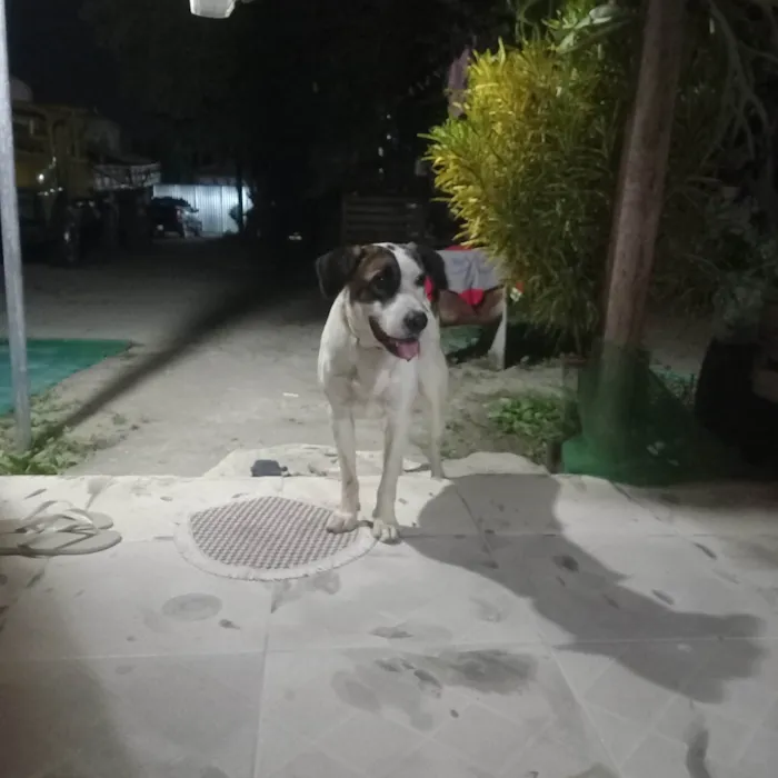 Cachorro ra a Labrador idade 1 ano nome Rambo