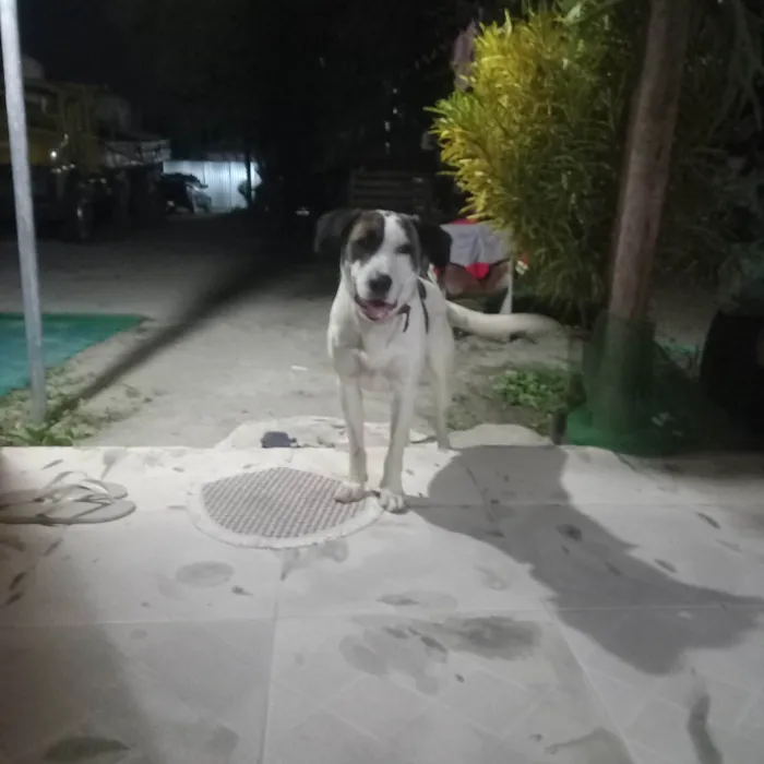 Cachorro ra a Labrador idade 1 ano nome Rambo