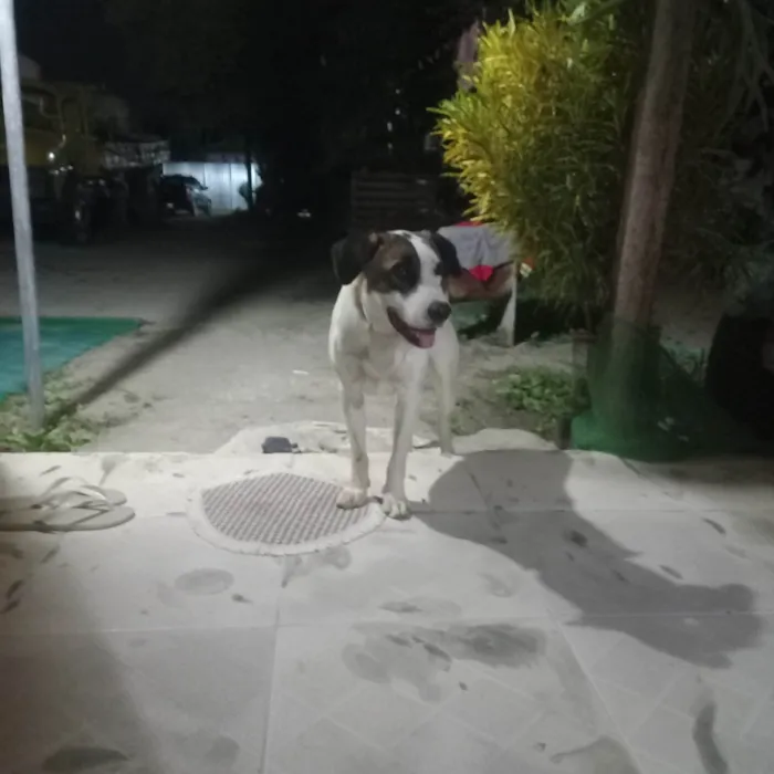 Cachorro ra a Labrador idade 1 ano nome Rambo