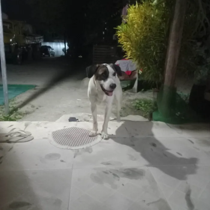 Cachorro ra a Labrador idade 1 ano nome Rambo