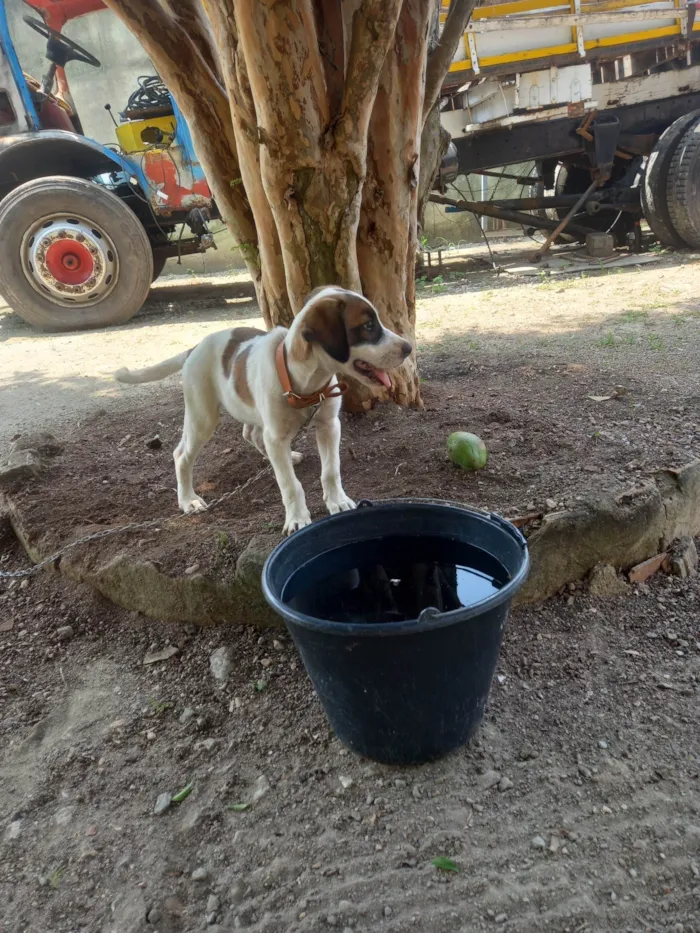 Cachorro ra a Labrador idade 1 ano nome Rambo