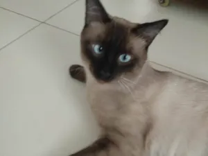 Gato raça Siamês idade 1 ano nome Doar gato siamês 