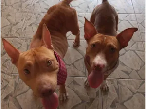 Cachorro raça Pit-Bull idade 2 anos nome Maru e Meg 