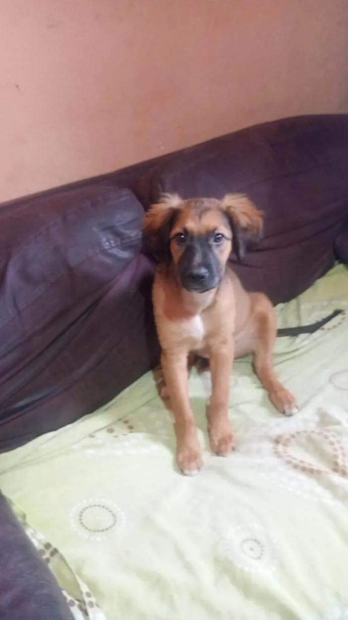 Cachorro ra a SRD-ViraLata idade 2 a 6 meses nome Marshall