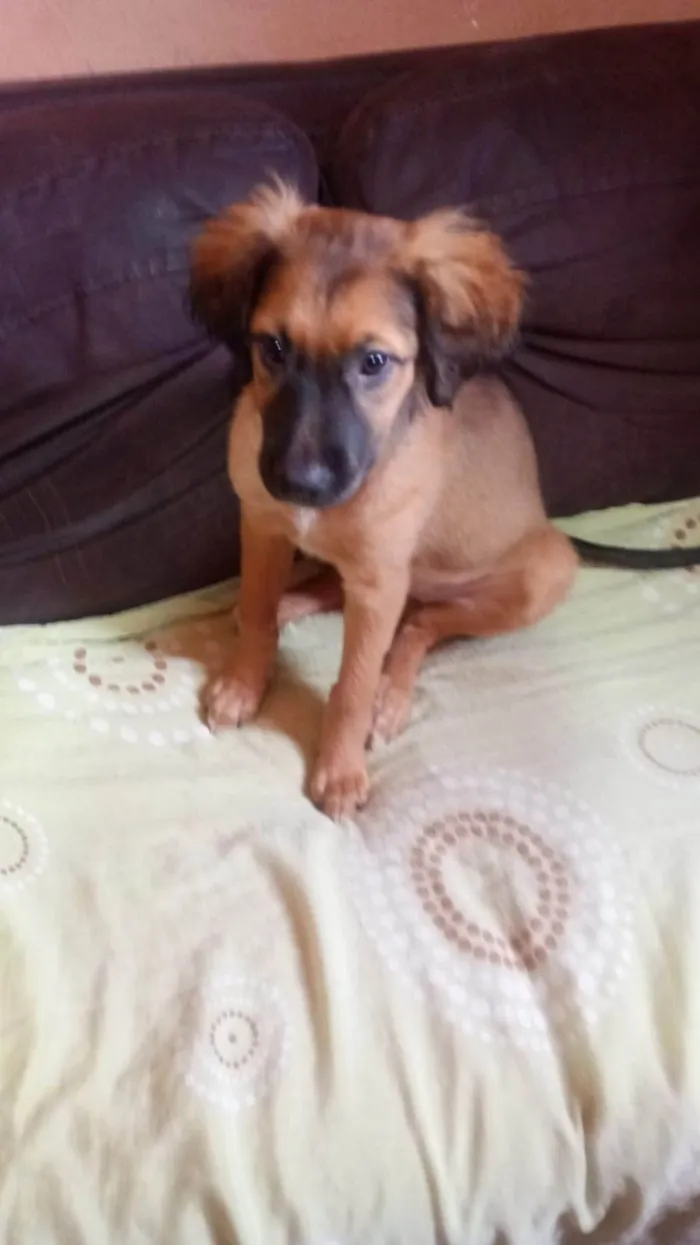 Cachorro ra a SRD-ViraLata idade 2 a 6 meses nome Marshall