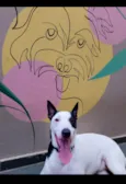 Alfredo José