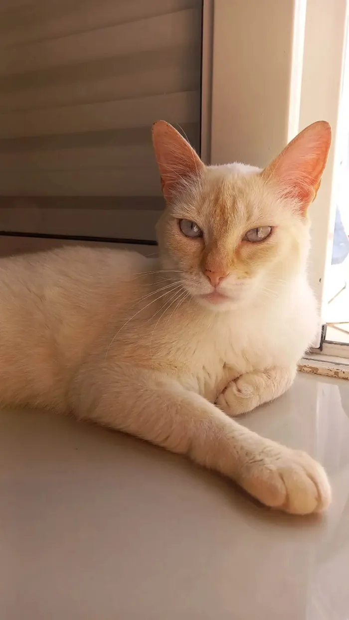 Gato ra a SRD-ViraLata idade 3 anos nome Lina