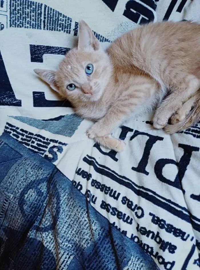 Gato ra a SRD-ViraLata idade Abaixo de 2 meses nome Raríssima fêmea adocao