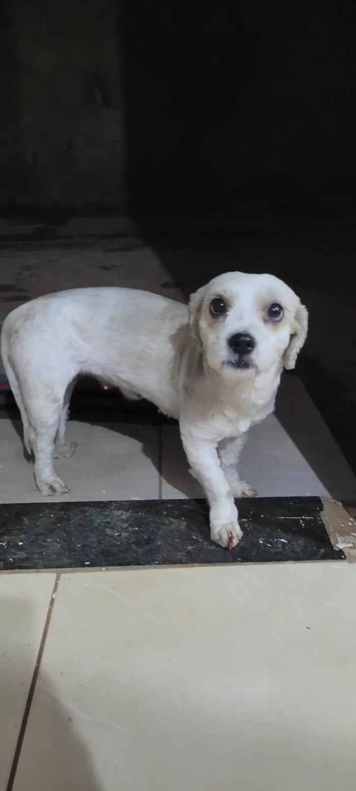 Cachorro ra a SRD-ViraLata idade 2 anos nome Não sabemos