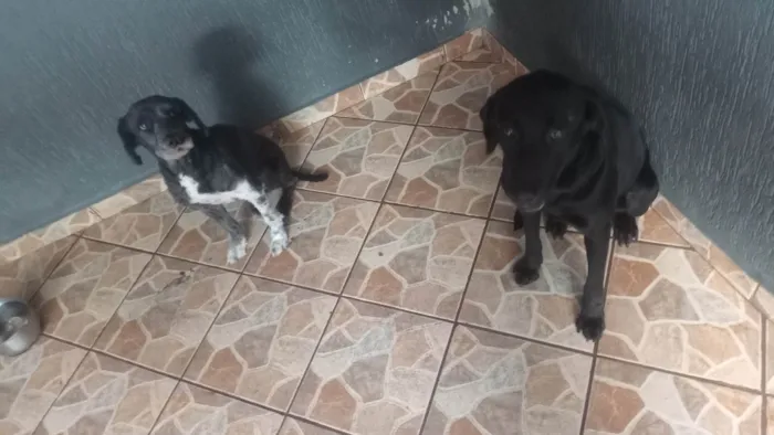 Cachorro ra a Labrador idade 1 ano nome Skay