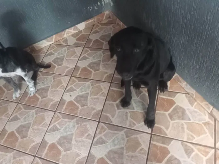 Cachorro ra a Labrador idade 1 ano nome Skay