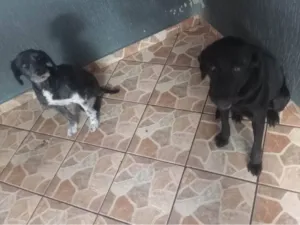 Cachorro raça Labrador idade 1 ano nome Skay