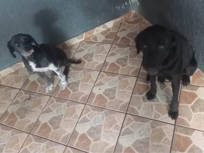 Cachorro ra a Labrador idade 1 ano nome Skay