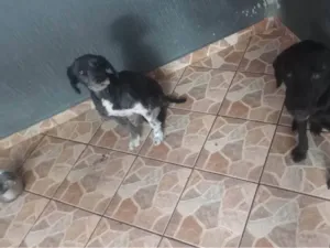 Cachorro raça SRD-ViraLata idade 2 anos nome Pituka 