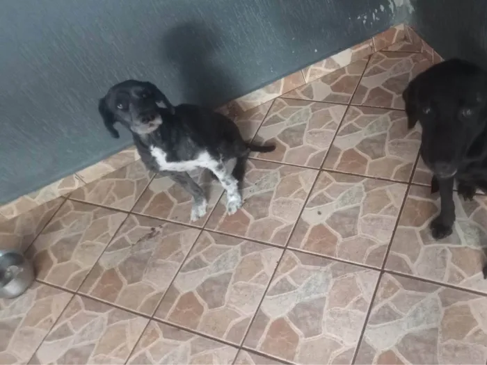 Cachorro ra a SRD-ViraLata idade 2 anos nome Pituka 