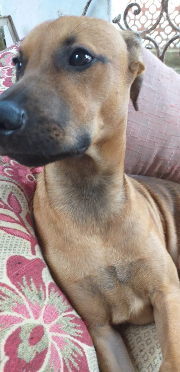 Cachorro ra a SRD-ViraLata idade 7 a 11 meses nome Pity