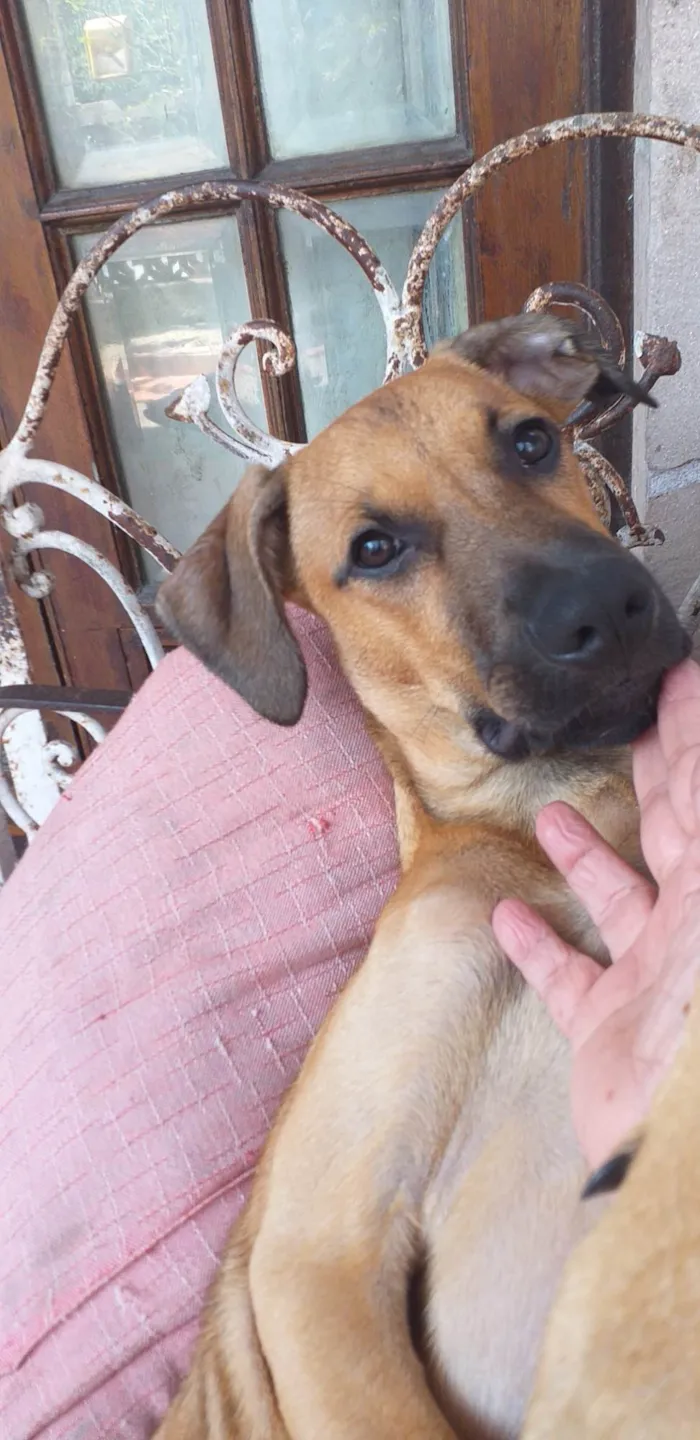 Cachorro ra a SRD-ViraLata idade 7 a 11 meses nome Pity