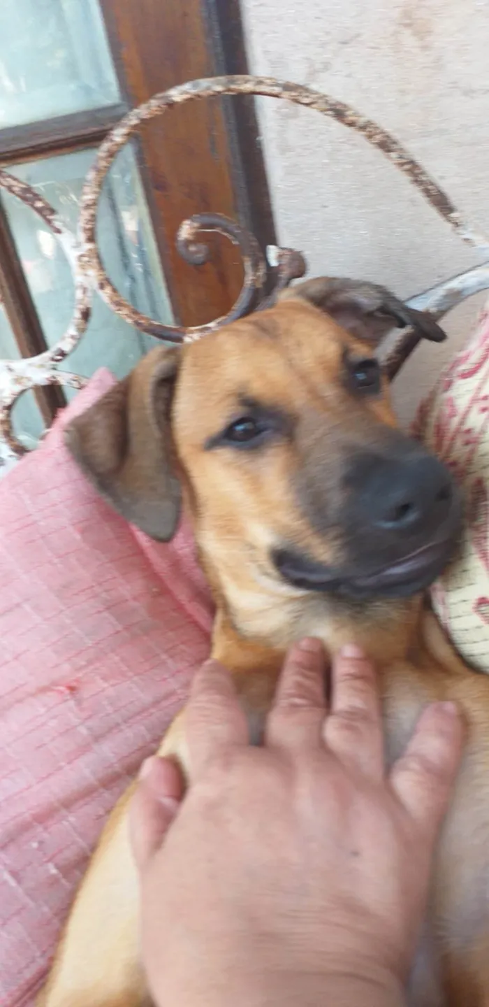 Cachorro ra a SRD-ViraLata idade 7 a 11 meses nome Pity