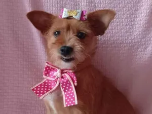 Cachorro raça SRD-ViraLata idade 2 anos nome CARAMELINHA