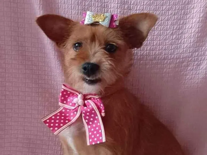 Cachorro ra a SRD-ViraLata idade 2 anos nome CARAMELINHA