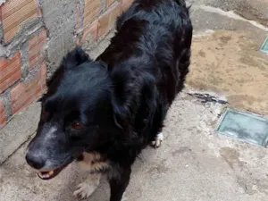 Cachorro raça SRD-ViraLata idade 4 anos nome Doação de cachorra 