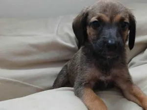 Cachorro raça SRD-ViraLata idade 2 a 6 meses nome Dalila