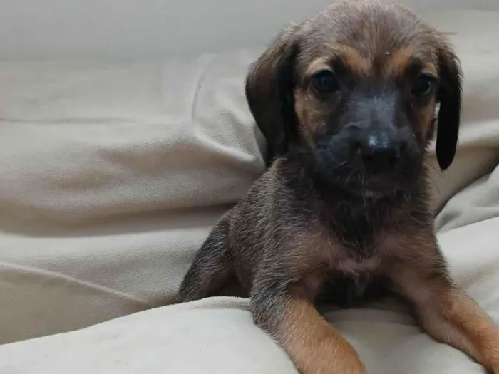 Cachorro ra a SRD-ViraLata idade 2 a 6 meses nome Dalila