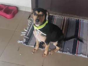 Cachorro raça SRD-ViraLata idade 1 ano nome Desconhecido