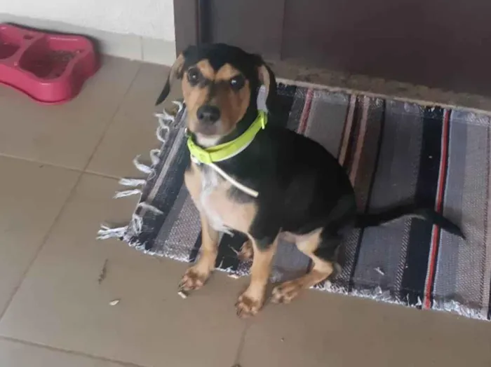 Cachorro ra a SRD-ViraLata idade 1 ano nome Desconhecido