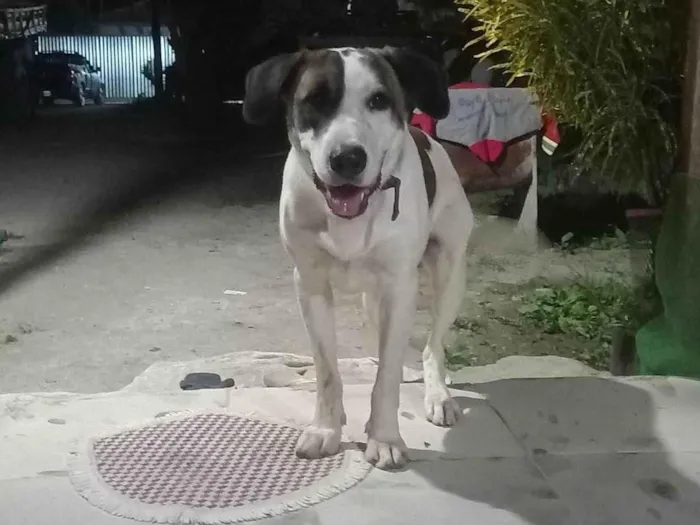 Cachorro ra a Labrador idade 1 ano nome Rambo