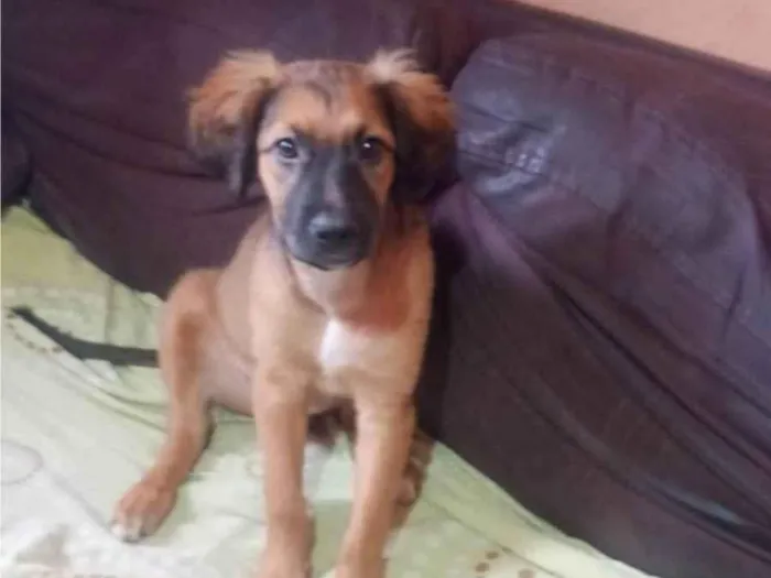 Cachorro ra a SRD-ViraLata idade 2 a 6 meses nome Marshall