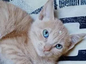 Gato raça SRD-ViraLata idade Abaixo de 2 meses nome Raríssima fêmea adocao