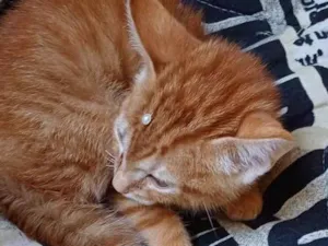 Gato raça SRD-ViraLata idade Abaixo de 2 meses nome Raríssima laranja adocao