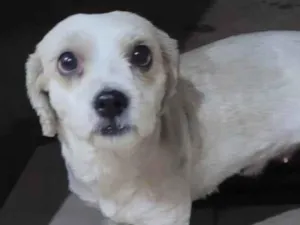 Cachorro raça SRD-ViraLata idade 2 anos nome Não sabemos