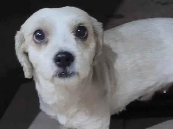 Cachorro ra a SRD-ViraLata idade 2 anos nome Não sabemos