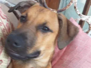 Cachorro raça SRD-ViraLata idade 7 a 11 meses nome Pity