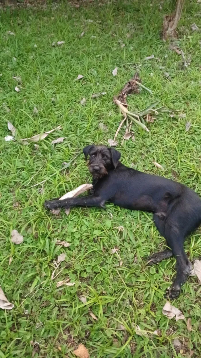 Cachorro ra a SRD-ViraLata idade 7 a 11 meses nome Sombra