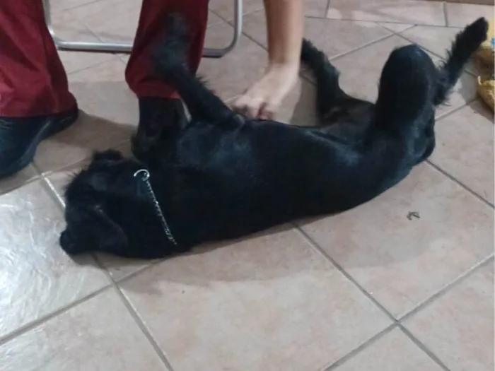 Cachorro ra a SRD-ViraLata idade 7 a 11 meses nome Sombra