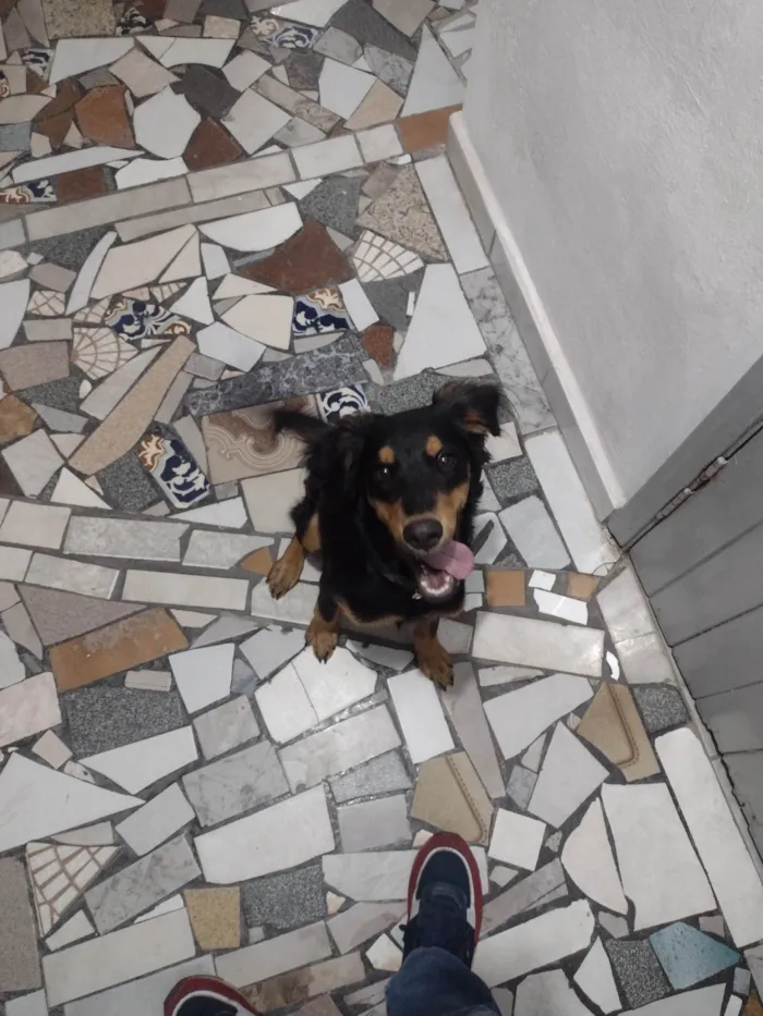 Cachorro ra a SRD-ViraLata idade 7 a 11 meses nome Apollo