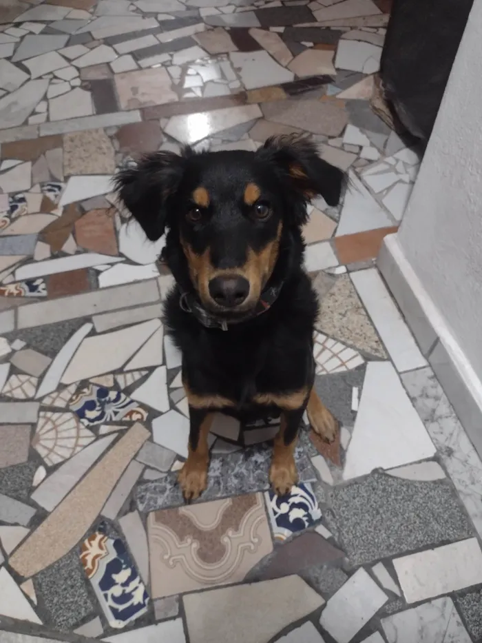 Cachorro ra a SRD-ViraLata idade 7 a 11 meses nome Apollo