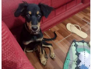 Cachorro raça SRD-ViraLata idade 7 a 11 meses nome Apollo