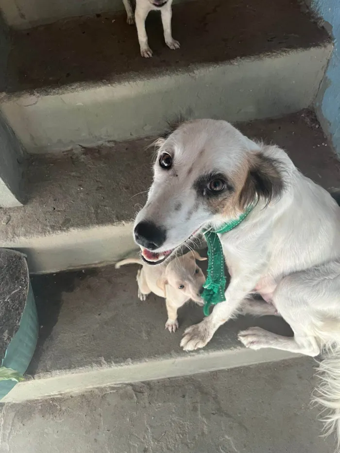 Cachorro ra a SRD-ViraLata idade Abaixo de 2 meses nome (Não tem nome)