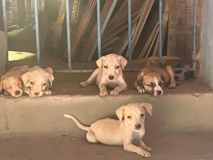 Cachorro ra a SRD-ViraLata idade Abaixo de 2 meses nome (Não tem nome)