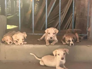 Cachorro raça SRD-ViraLata idade Abaixo de 2 meses nome (Não tem nome)