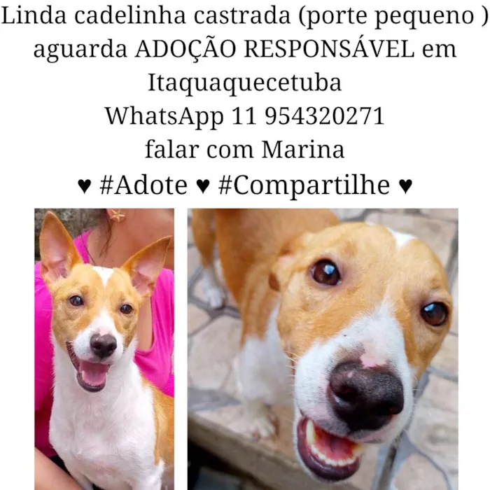 Cachorro ra a SRD-ViraLata idade 1 ano nome Menina