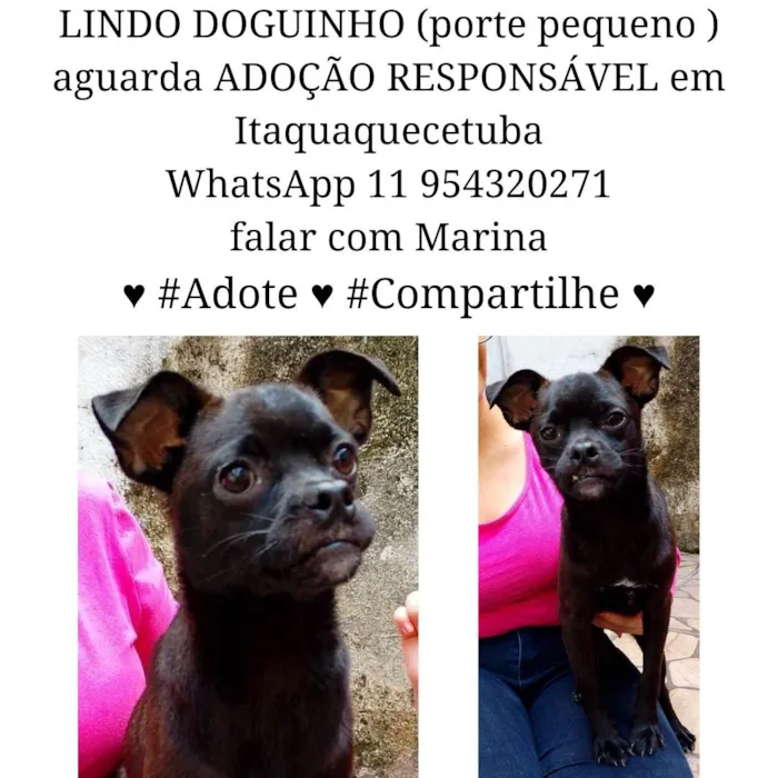 Cachorro ra a SRD-ViraLata idade 7 a 11 meses nome Menino 