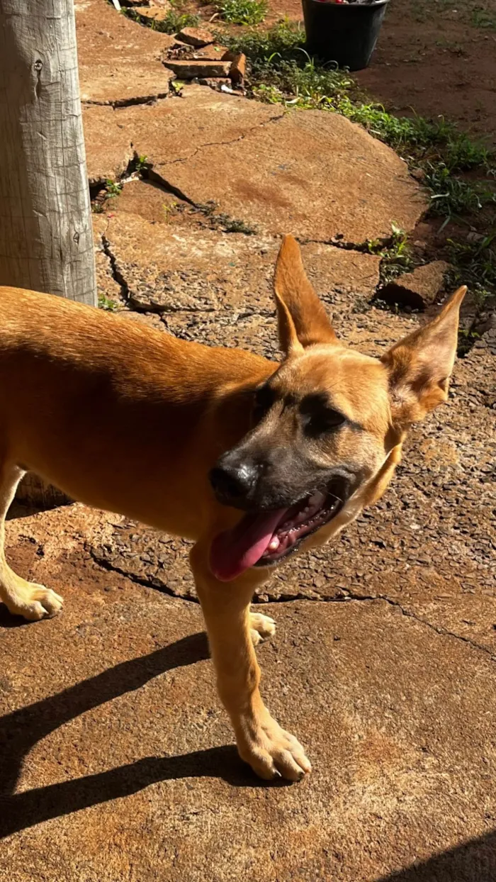 Cachorro ra a Pastor Alemão idade 2 a 6 meses nome Apólo 