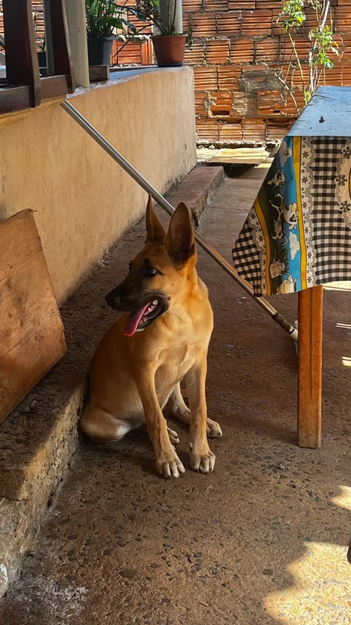 Cachorro ra a Pastor Alemão idade 2 a 6 meses nome Apólo 